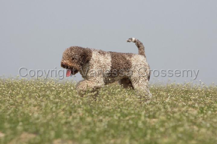 LAGOTTO 071.jpg